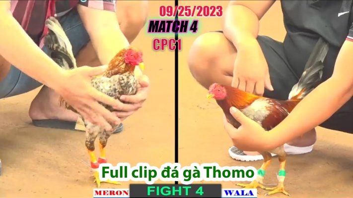 CPC1- TRẬN 4| đá gà Thomo | 09/25/2023