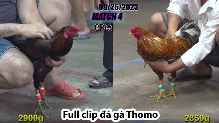 CPC4- TRẬN 4| đá gà Thomo | 09/26/2023