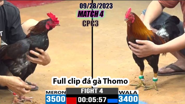 CPC3- TRẬN 4 | đá gà Thomo | 09/28/2023