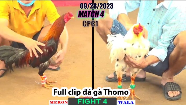 CPC1- TRẬN 4| đá gà Thomo | 09/28/2023