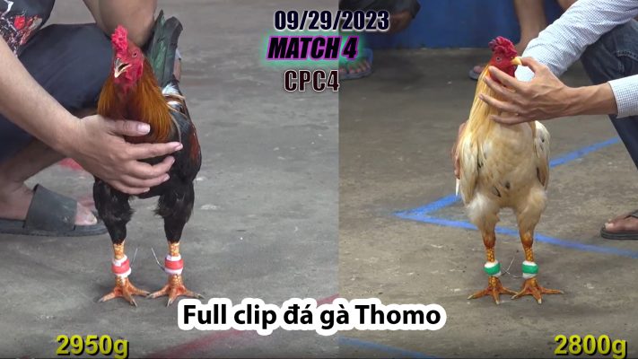 CPC4- TRẬN 4| đá gà Thomo | 09/29/2023