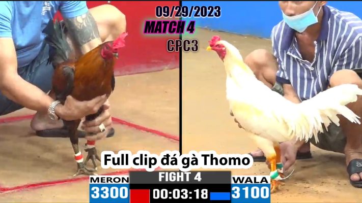 CPC3- TRẬN 4| đá gà Thomo | 09/29/2023