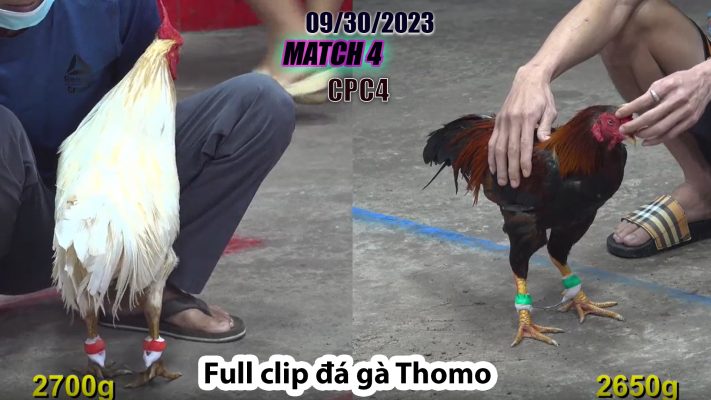 CPC4- TRẬN 4| đá gà Thomo | 09/30/2023