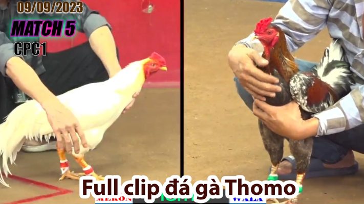 CPC1- TRẬN 5| đá gà Thomo | 09/09/2023