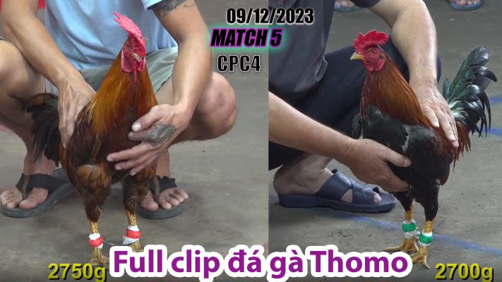 CPC4- TRẬN 5| đá gà Thomo | 09/12/2023