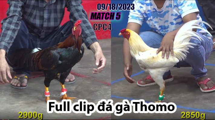 CPC4- TRẬN 5| đá gà Thomo | 09/18/2023