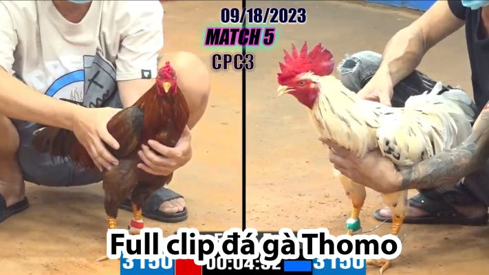 CPC3- TRẬN 5| đá gà Thomo | 09/18/2023