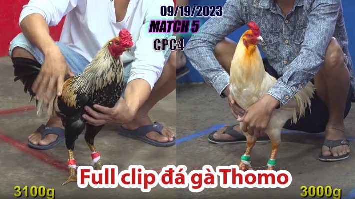 CPC4- TRẬN 5| đá gà Thomo | 09/19/2023