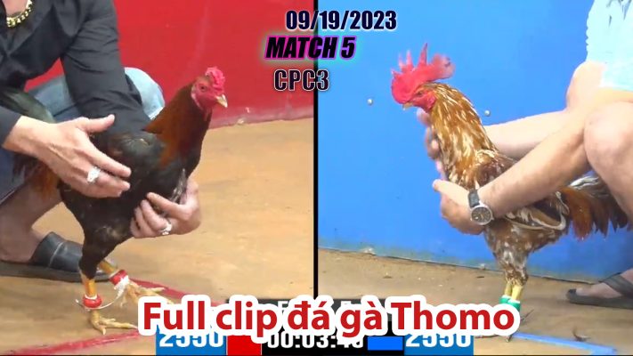 CPC3- TRẬN 5| đá gà Thomo | 09/19/2023