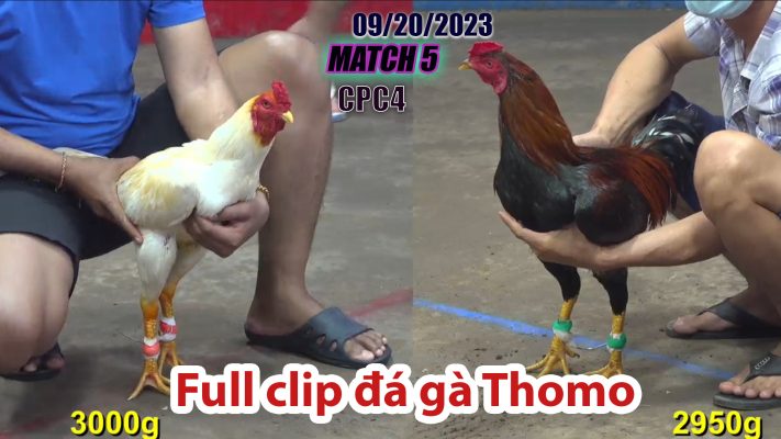 CPC4- TRẬN 5| đá gà Thomo | 09/20/2023