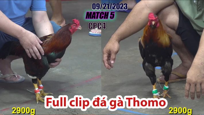 CPC4- TRẬN 5| đá gà Thomo | 09/21/2023