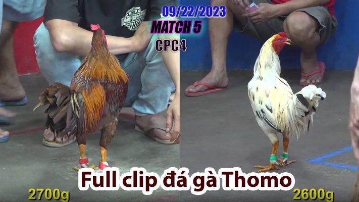 CPC4- TRẬN 5| đá gà Thomo | 09/22/2023