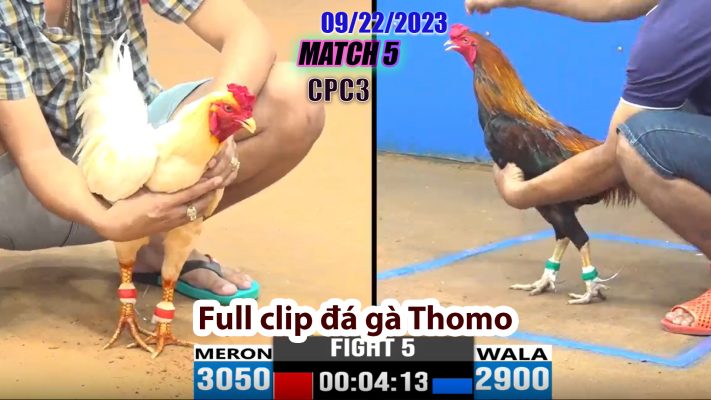 CPC3- TRẬN 5 | đá gà Thomo | 09/22/2023