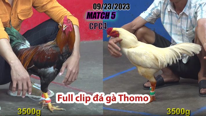 CPC4- TRẬN 5 | đá gà Thomo | 09/23/2023