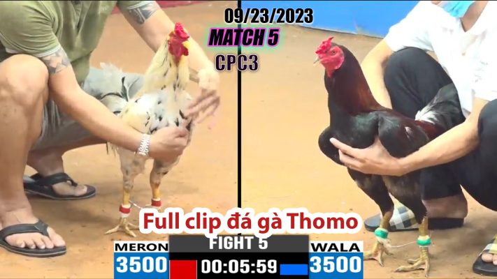 CPC3- TRẬN 5| đá gà Thomo | 09/23/2023