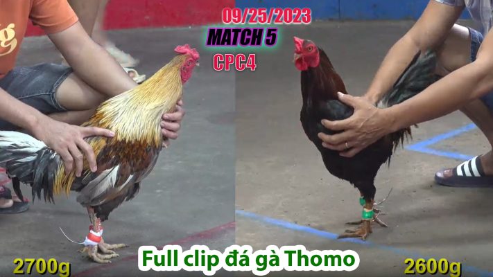 CPC4- TRẬN 5| đá gà Thomo | 09/25/2023