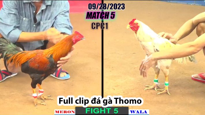 CPC1- TRẬN 5| đá gà Thomo | 09/28/2023