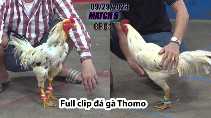 CPC4- TRẬN 5| đá gà Thomo | 09/29/2023