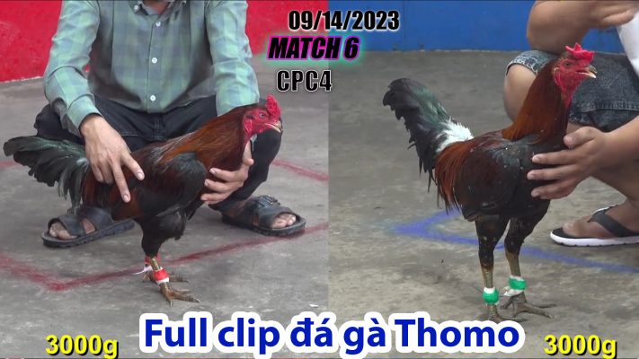 CPC4- TRẬN 6| đá gà Thomo | 09/14/2023