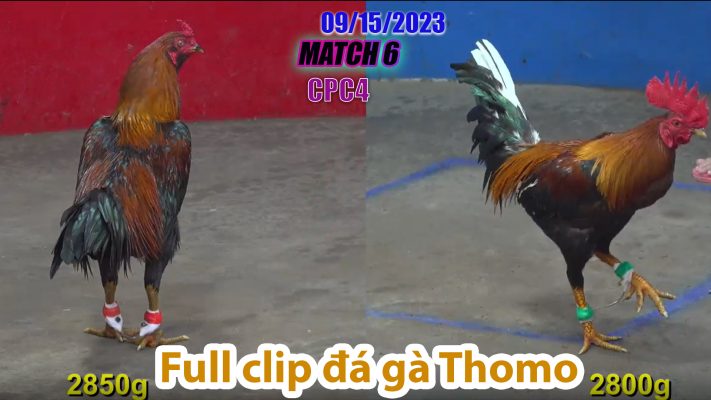 CPC4- TRẬN 6| đá gà Thomo | 09/15/2023