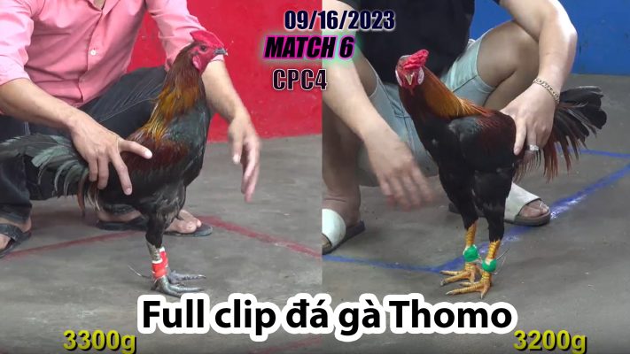 CPC4- TRẬN 6| đá gà Thomo | 09/16/2023