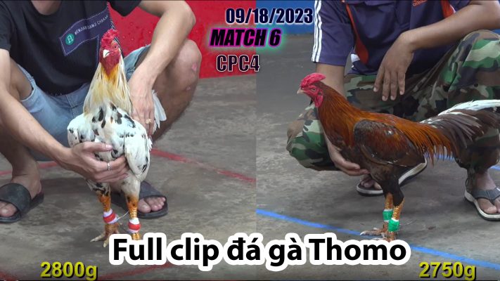 CPC4- TRẬN 6| đá gà Thomo | 09/18/2023