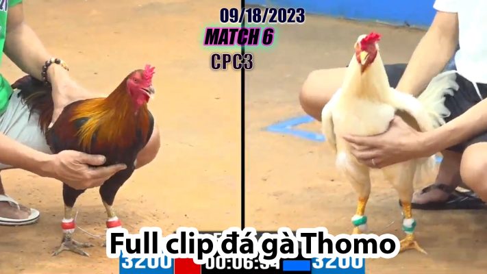 CPC3- TRẬN 6| đá gà Thomo | 09/18/2023