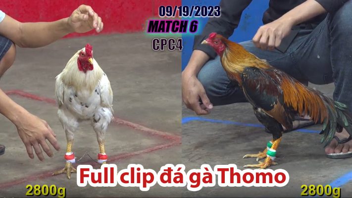 CPC4- TRẬN 6| đá gà Thomo | 09/19/2023