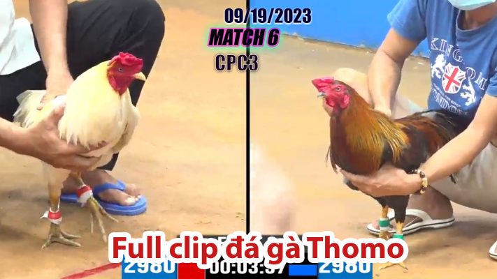 CPC3- TRẬN 6| đá gà Thomo | 09/19/2023