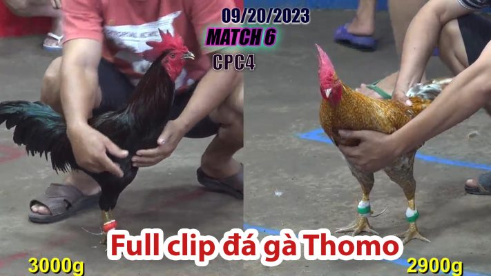 CPC4- TRẬN 6| đá gà Thomo | 09/20/2023