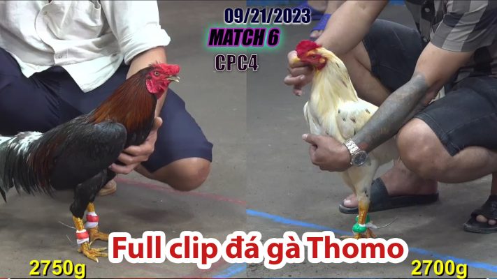 CPC4- TRẬN 6| đá gà Thomo | 09/21/2023