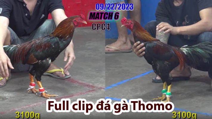 CPC4- TRẬN 6 | đá gà Thomo | 09/22/2023