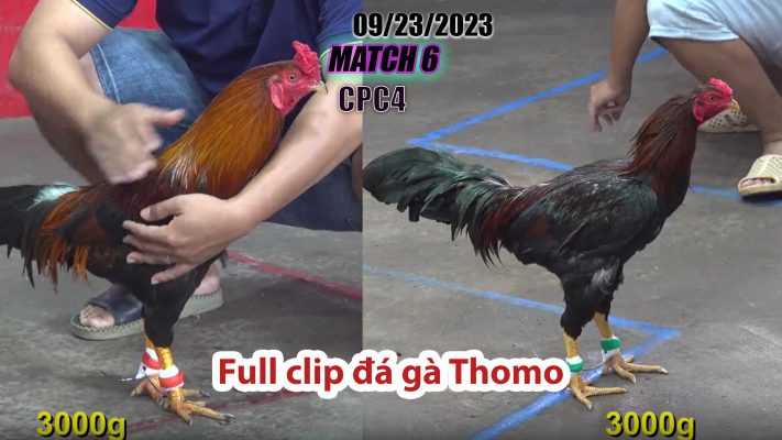 CPC4- TRẬN 6| đá gà Thomo | 09/23/2023