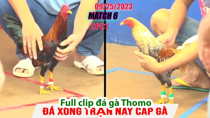 CPC1- TRẬN 6 | đá gà Thomo | 09/25/2023