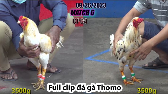 CPC4- TRẬN 6 | đá gà Thomo | 09/26/2023