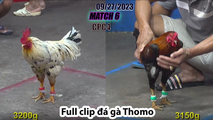 CPC4- TRẬN 6 | đá gà Thomo | 09/27/2023