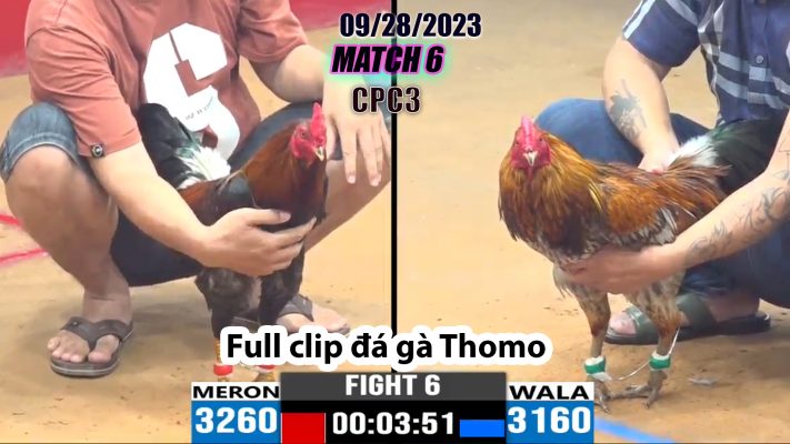 CPC3- TRẬN 6| đá gà Thomo | 09/28/2023