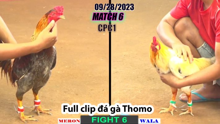 CPC1- TRẬN 6| đá gà Thomo | 09/28/2023