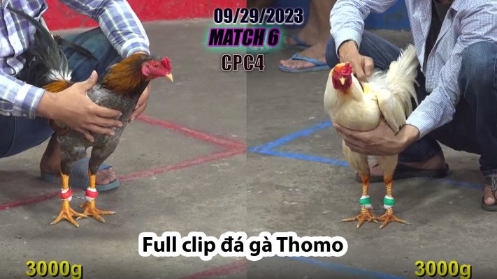 CPC4- TRẬN 6 | đá gà Thomo | 09/29/2023