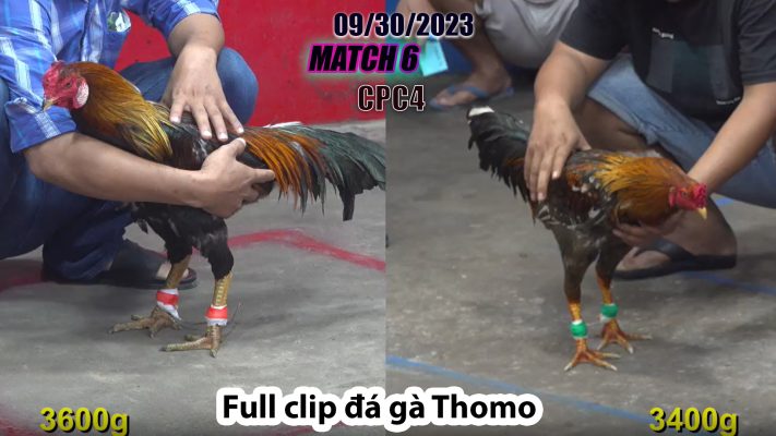 CPC4- TRẬN 6| đá gà Thomo | 09/30/2023