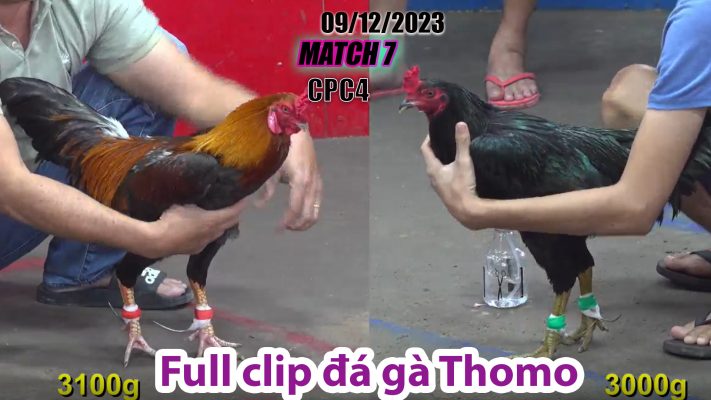 CPC4- TRẬN 7| đá gà Thomo | 09/12/2023