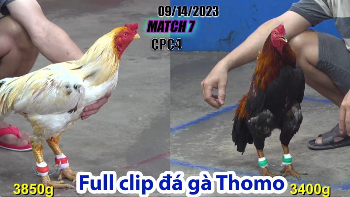 CPC4- TRẬN 7| đá gà Thomo | 09/14/2023