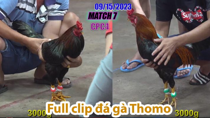 CPC4- TRẬN 7| đá gà Thomo | 09/15/2023