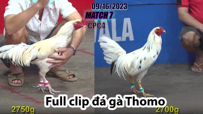 CPC4- TRẬN 7| đá gà Thomo | 09/16/2023