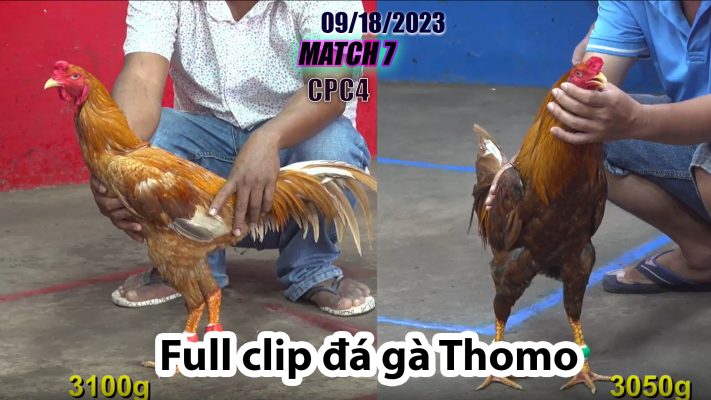 CPC4- TRẬN 7| đá gà Thomo | 09/18/2023