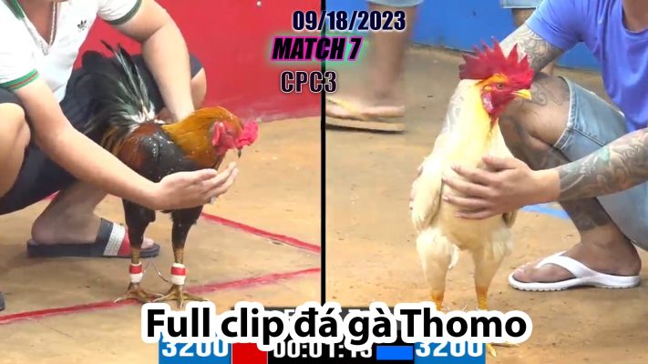 CPC3- TRẬN 7| đá gà Thomo | 09/18/2023