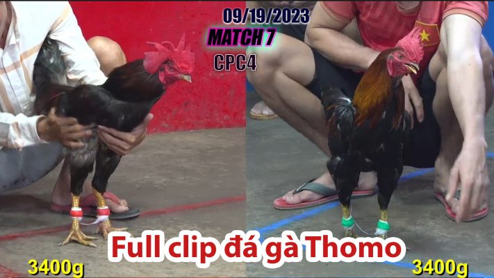 CPC4- TRẬN 7| đá gà Thomo | 09/19/2023