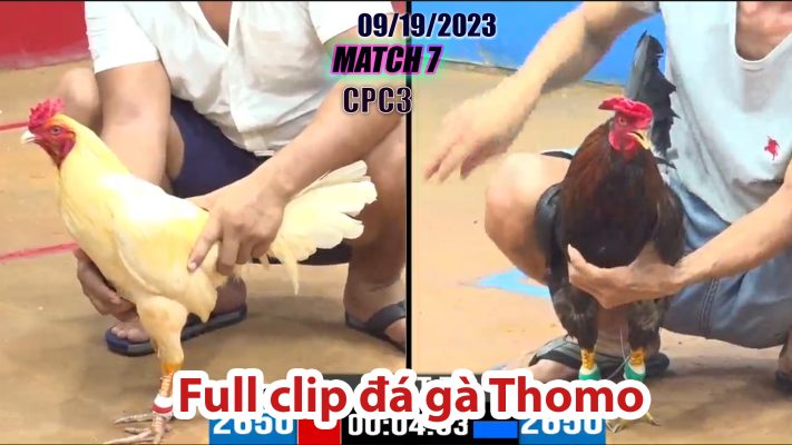 CPC3- TRẬN 7| đá gà Thomo | 09/19/2023