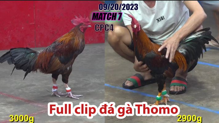 CPC4- TRẬN 7| đá gà Thomo | 09/20/2023