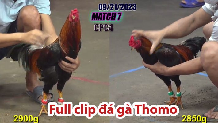 CPC4- TRẬN 7| đá gà Thomo | 09/21/2023